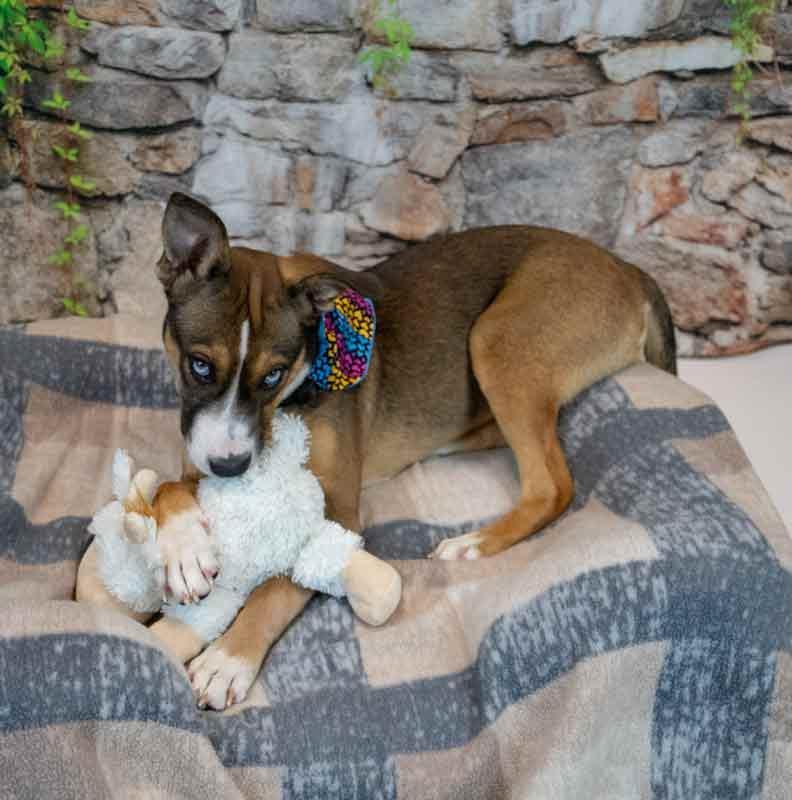 Ursula, an adopted mixed breed in Kennesaw, GA image 3/6