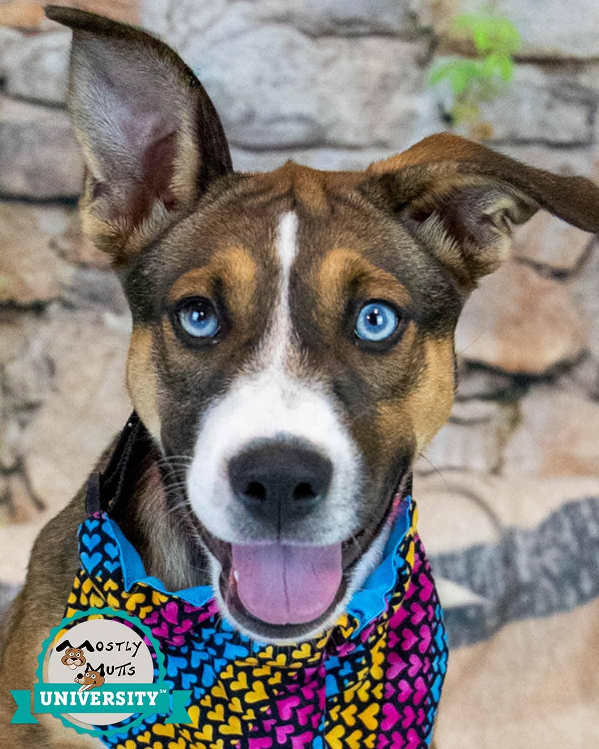 Ursula, an adopted mixed breed in Kennesaw, GA image 1/6
