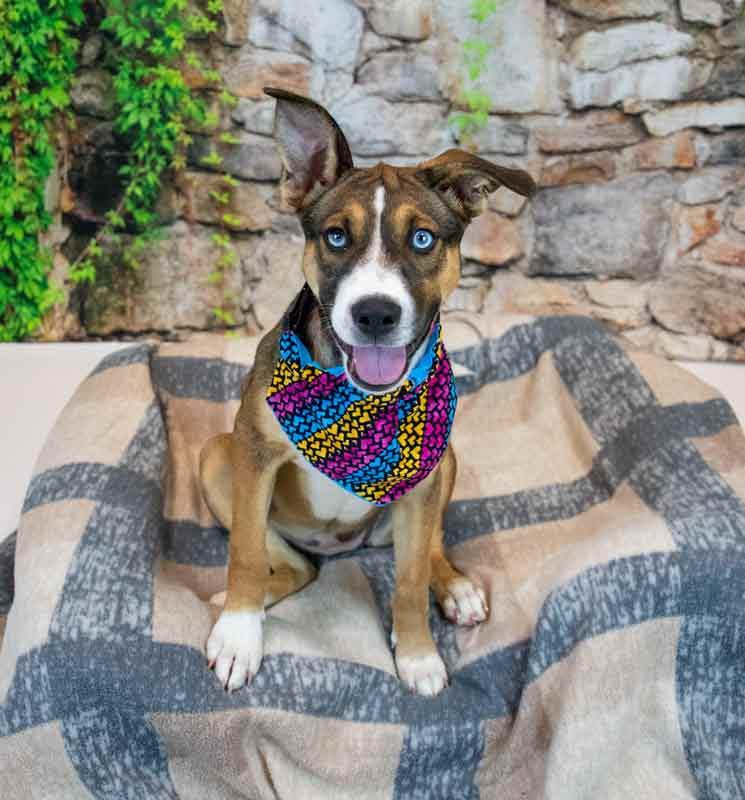 Ursula, an adopted mixed breed in Kennesaw, GA image 4/6