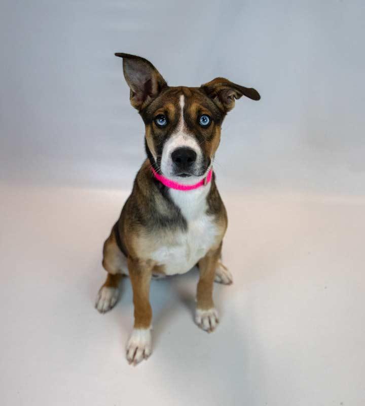 Ursula, an adopted mixed breed in Kennesaw, GA image 6/6
