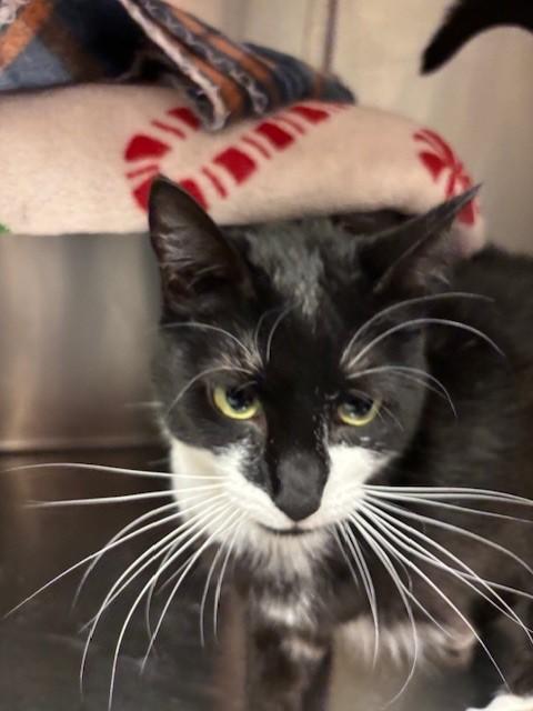 Enlarge Amazon, a ADOPTABLE Domestic Short Hair in Braintree, MA image 2/5