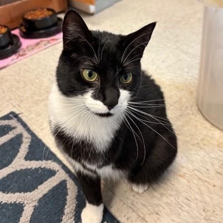 Enlarge Amazon, a ADOPTABLE Domestic Short Hair in Braintree, MA image 5/5