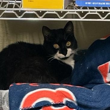 Enlarge Adopted!! Amazon, an adopted Domestic Short Hair in Braintree, MA image 5/5