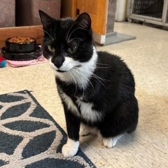 Enlarge Amazon, a ADOPTABLE Domestic Short Hair in Braintree, MA image 3/5