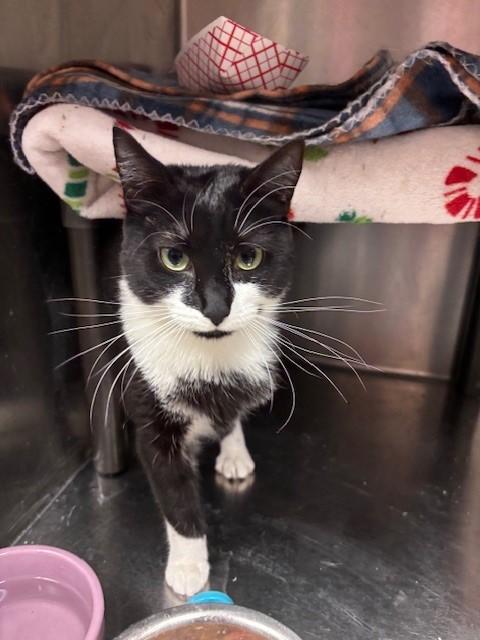 Enlarge Amazon, a ADOPTABLE Domestic Short Hair in Braintree, MA image 4/5