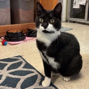 Enlarge Amazon, a ADOPTABLE Domestic Short Hair in Braintree, MA image 1/5