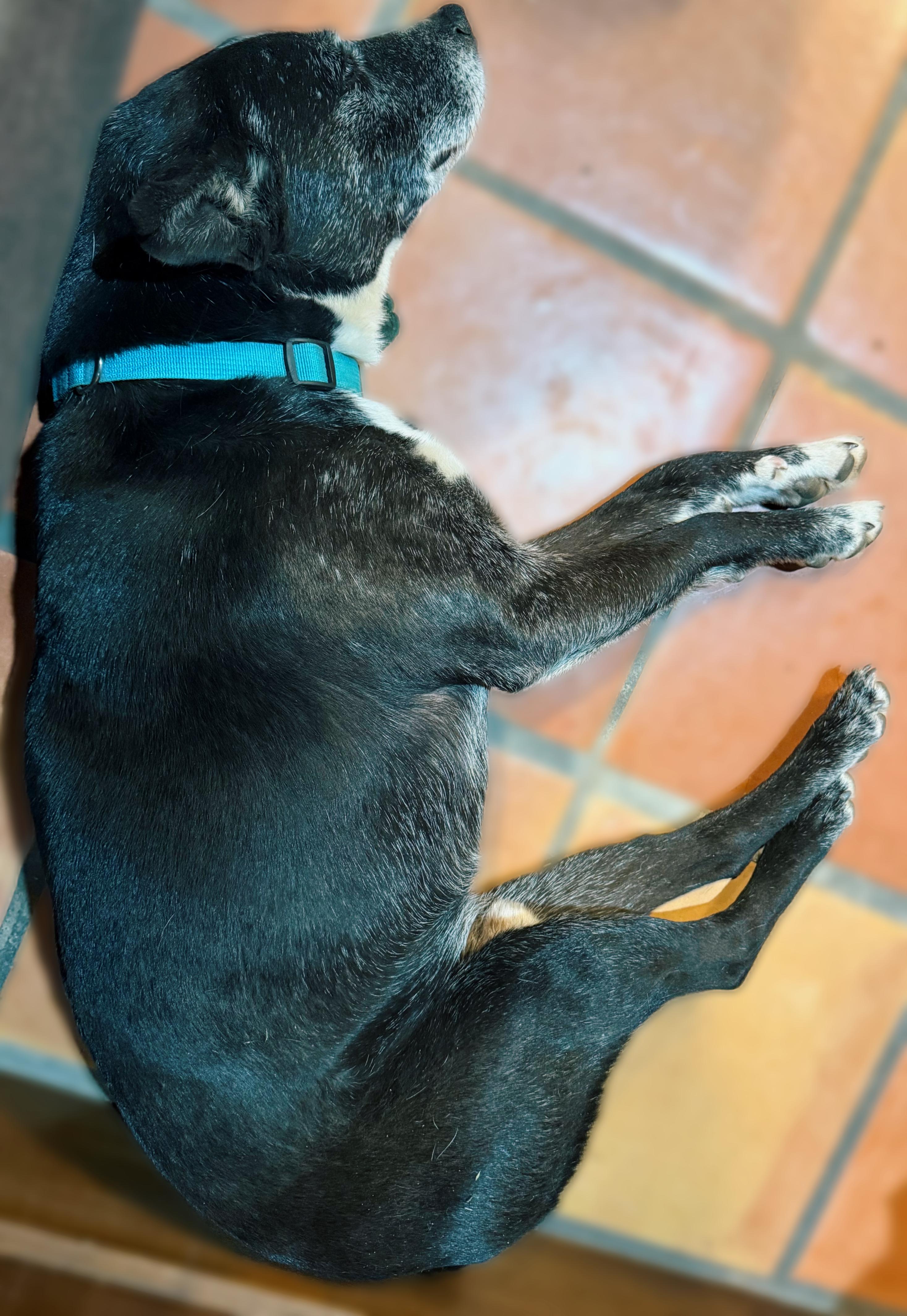 Lincoln Biscuit , a ADOPTABLE mixed breed in Long Beach, CA image 2/4