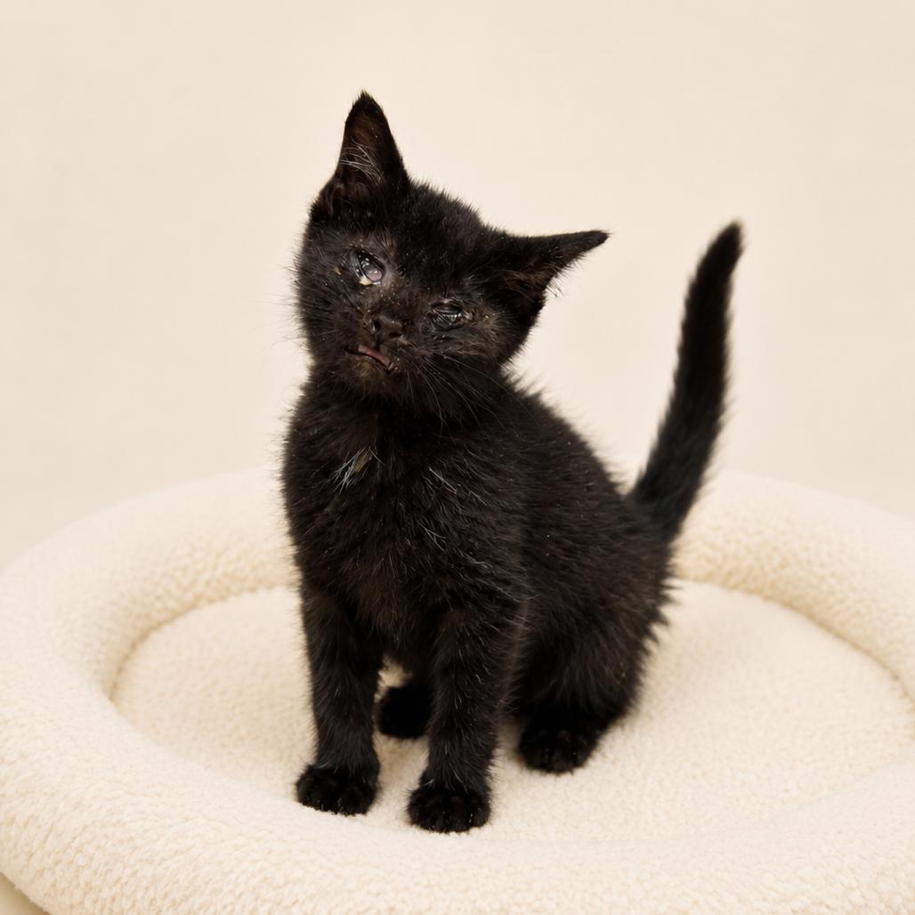 William, Adoptable, Kitten Male Domestic Short Hair.