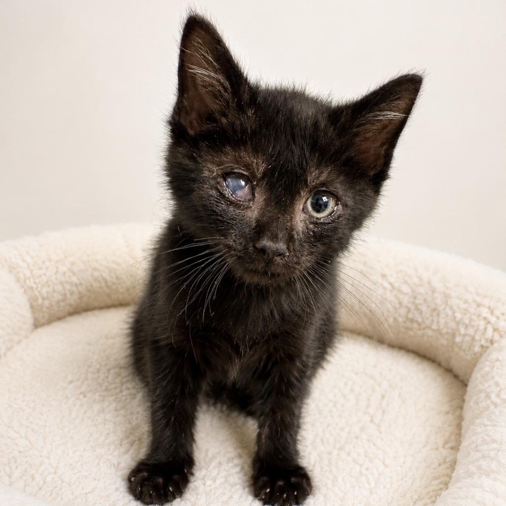 Enlarge William, a Adoptable Domestic Short Hair in Redwood Falls, MN image 2/2