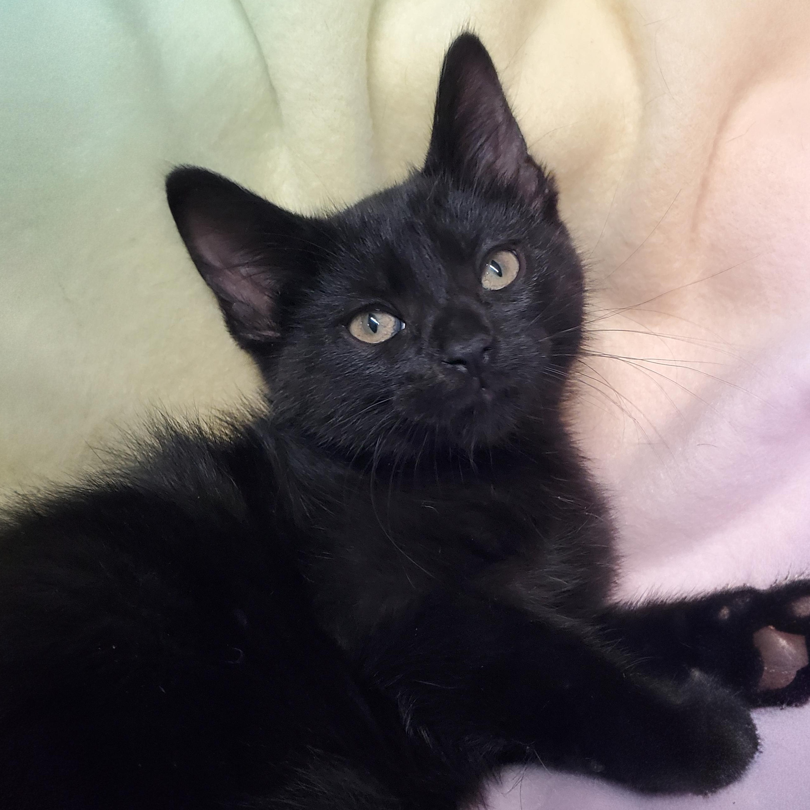 Enlarge Fluffernutter, a Adoptable Domestic Short Hair in Marseilles, IL image 1/1
