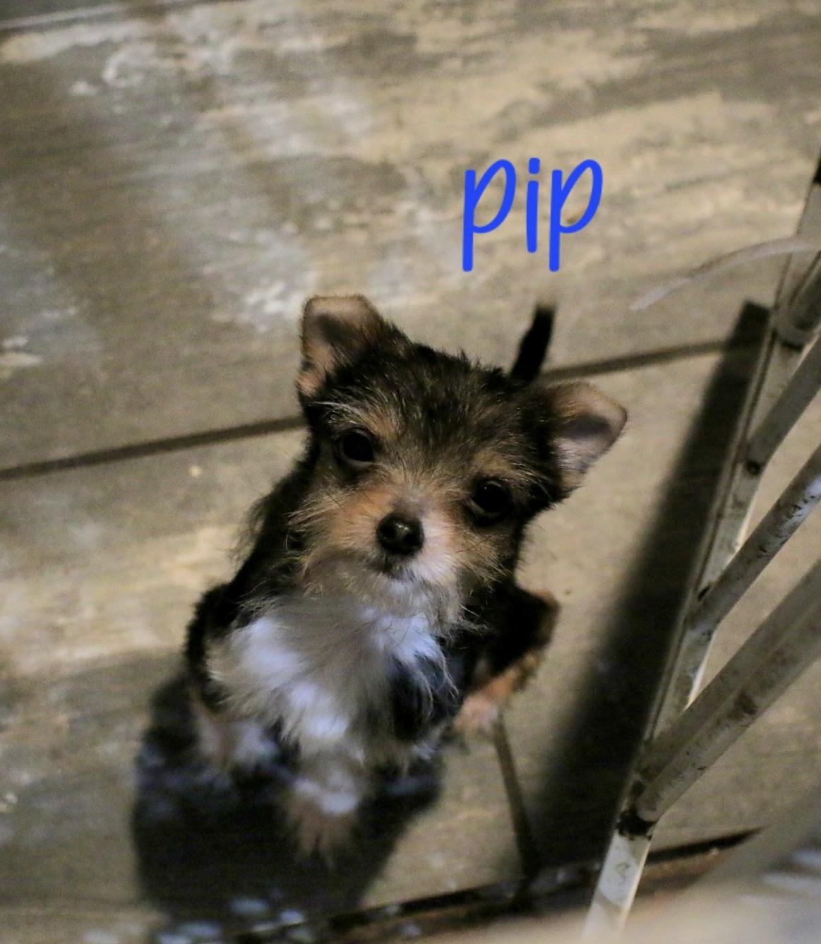 Pip, ADOPTABLE, Puppy Male Chihuahua & Yorkshire Terrier.