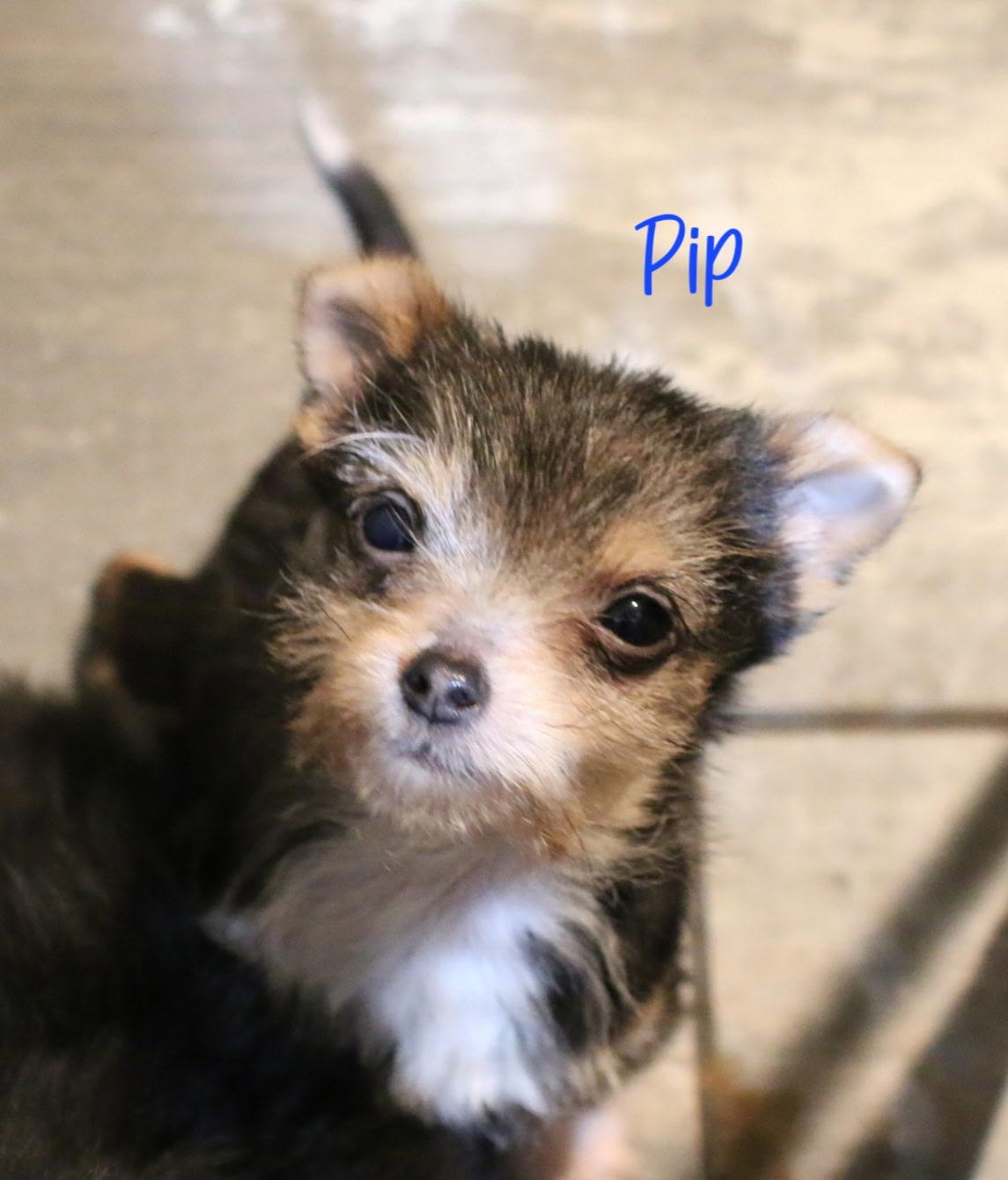 Pip thumbnail 2