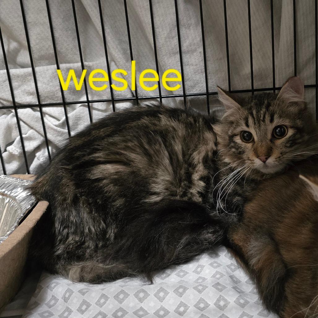 Weslee, Adoptable, Adult Male Domestic Long Hair.