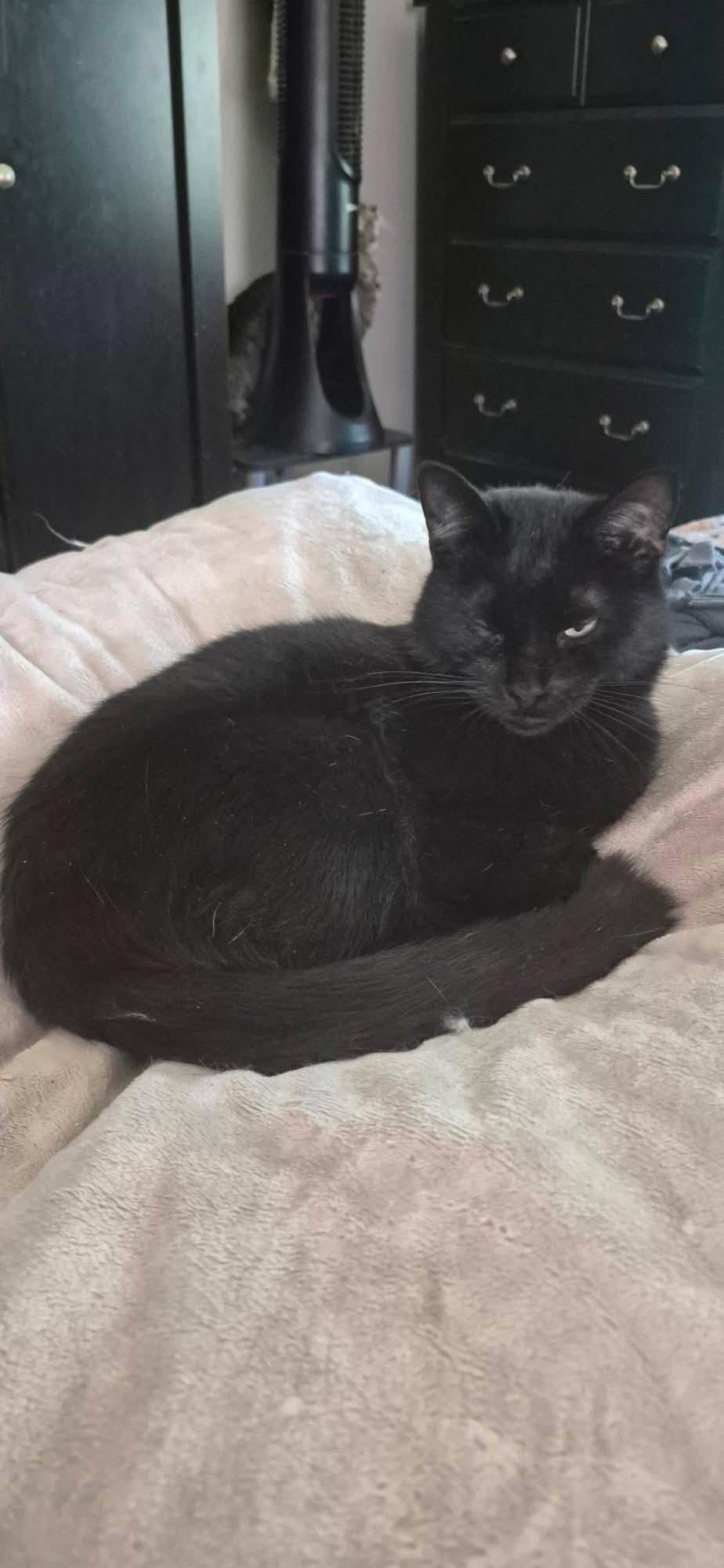 Enlarge JOHNNY CASH, a Adoptable Domestic Short Hair in Northfield, OH image 1/1
