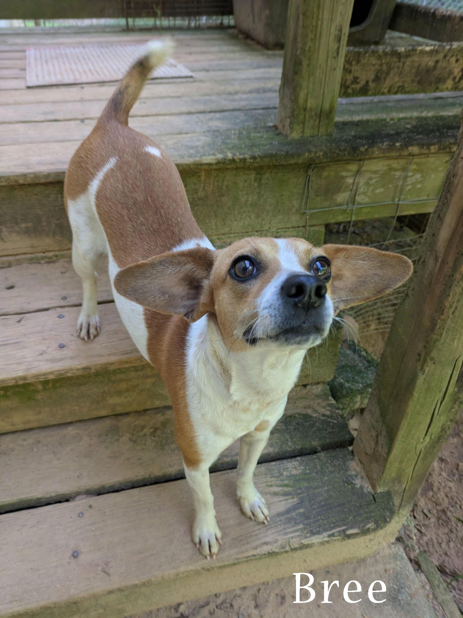 Bree, a ADOPTABLE mixed breed in Ozark, AL image 5/6