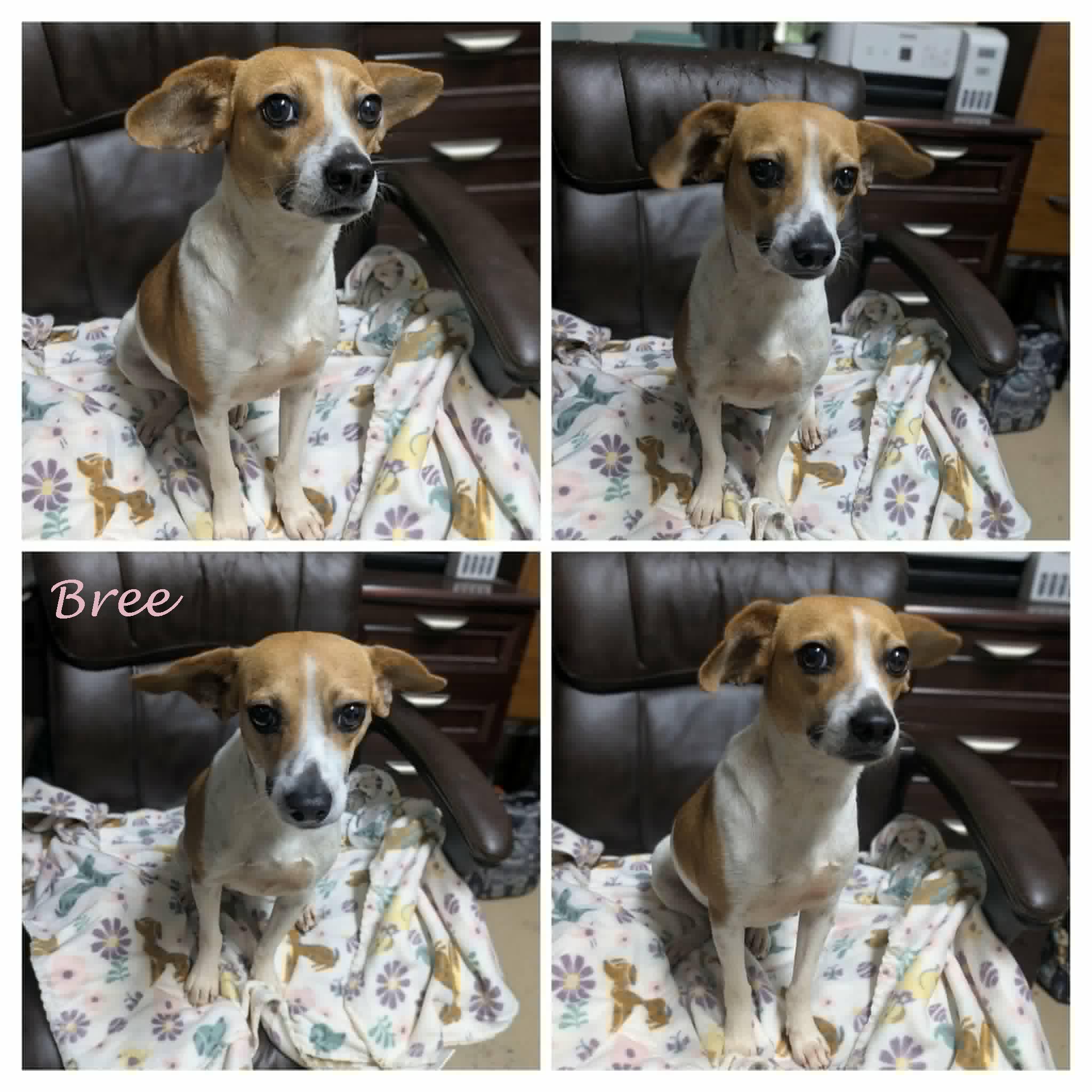 Bree, a ADOPTABLE mixed breed in Ozark, AL image 6/6