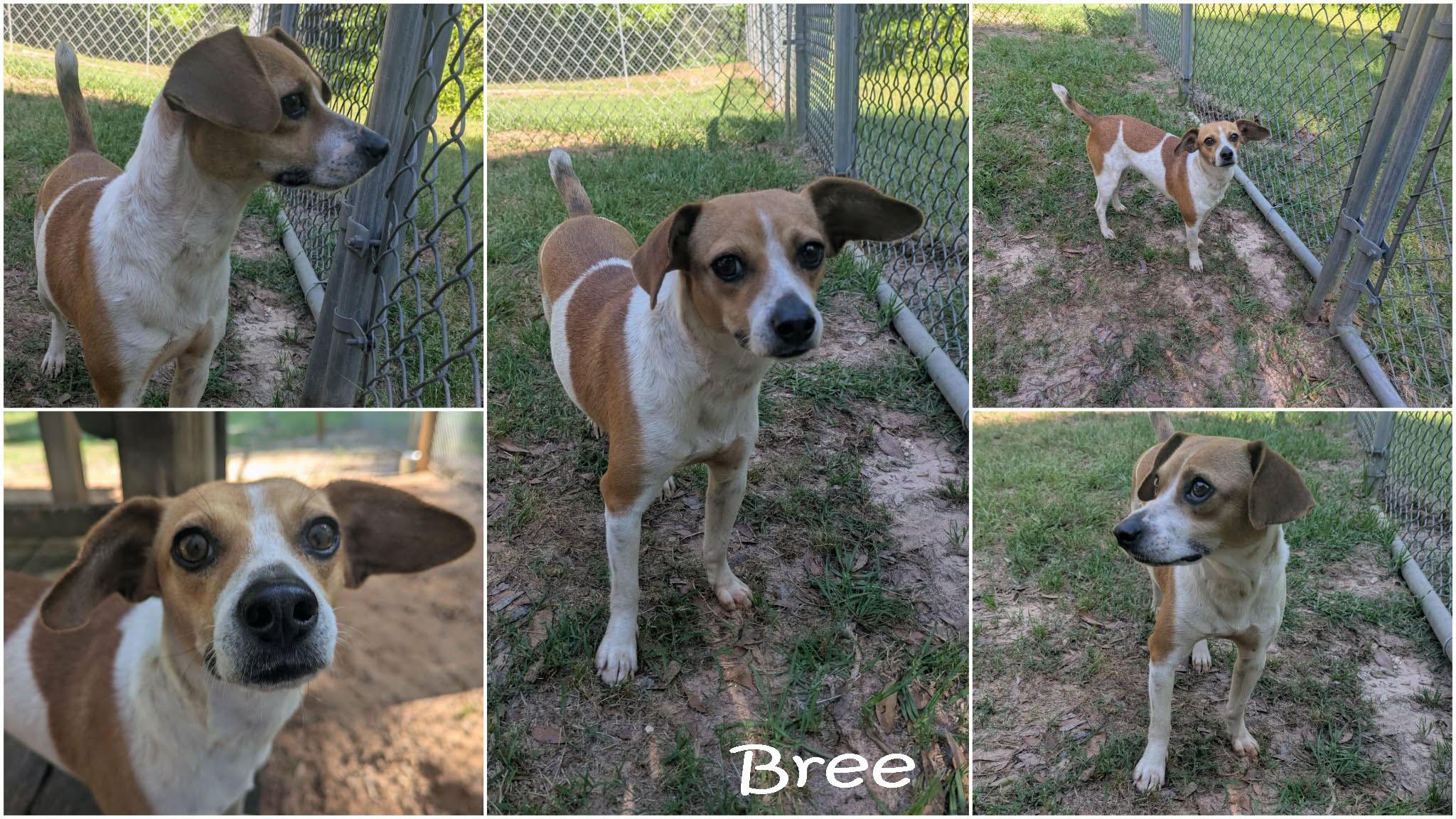 Bree, a ADOPTABLE mixed breed in Ozark, AL image 3/6