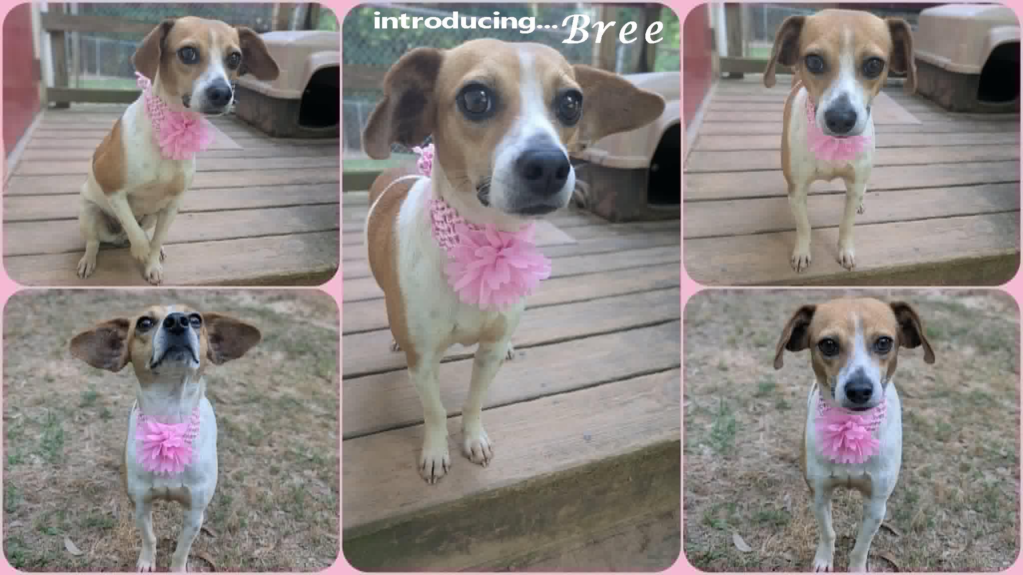 Bree, a ADOPTABLE mixed breed in Ozark, AL image 2/6