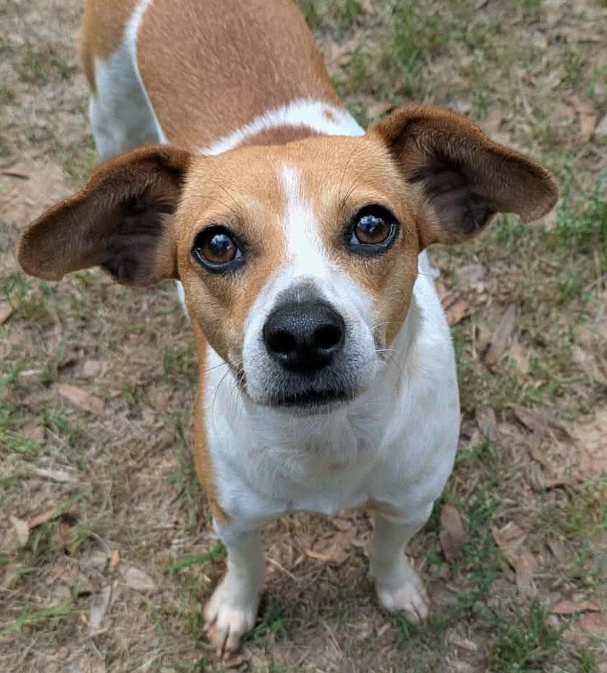 Bree, ADOPTABLE, Young Female Terrier & Beagle.