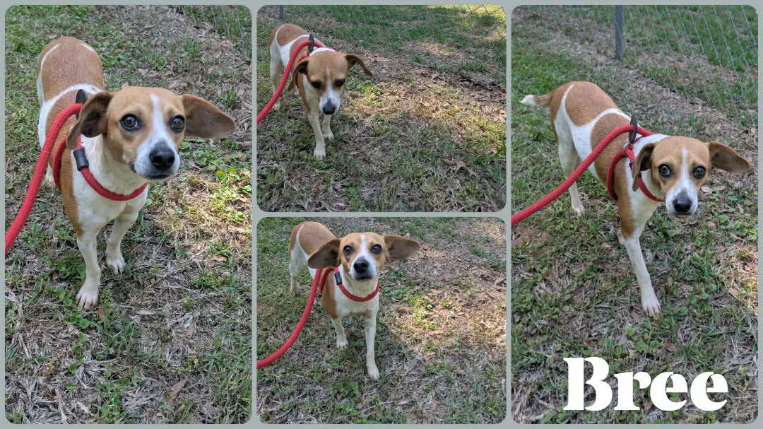 Bree, a ADOPTABLE mixed breed in Ozark, AL image 4/6