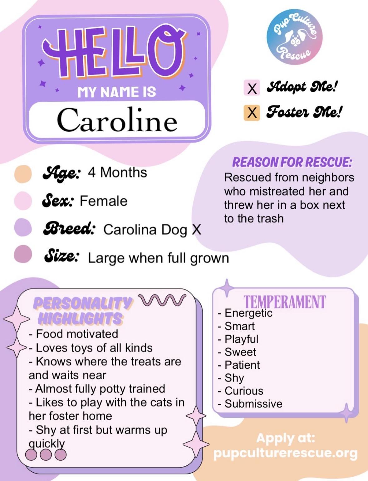 Enlarge Caroline, a ADOPTABLE mixed breed in Pasadena, CA image 2/4