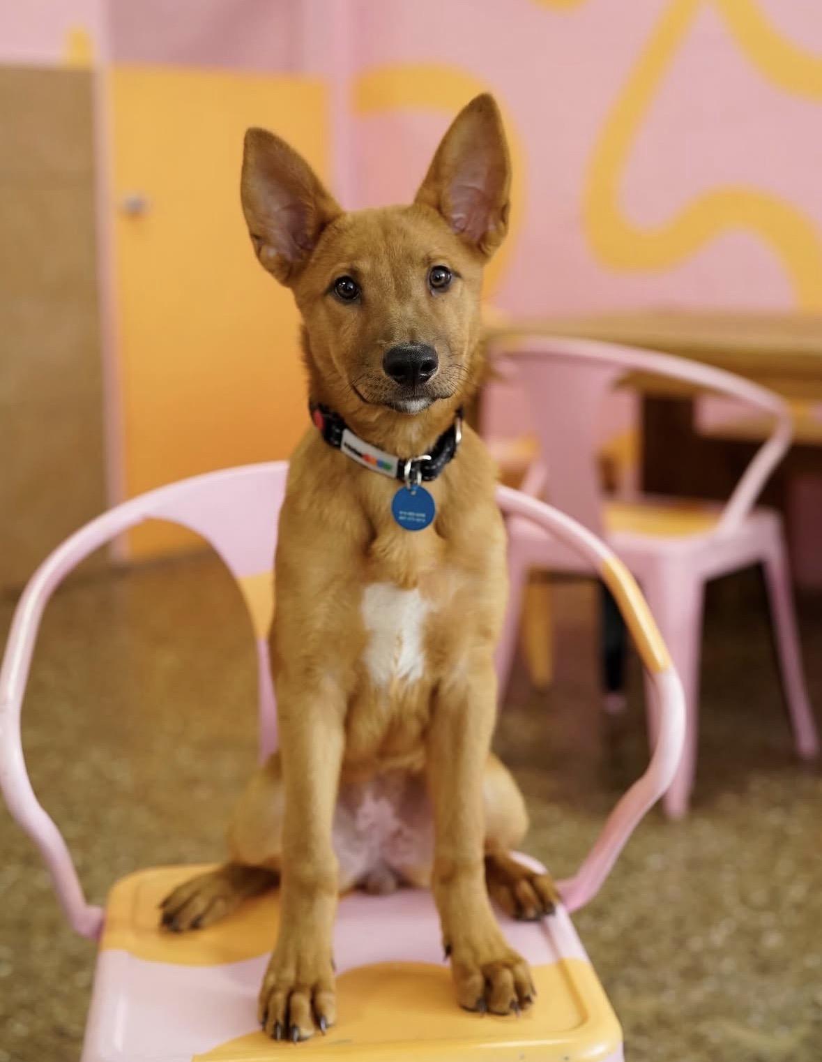 Caroline, ADOPTABLE, Puppy Female Carolina Dog.