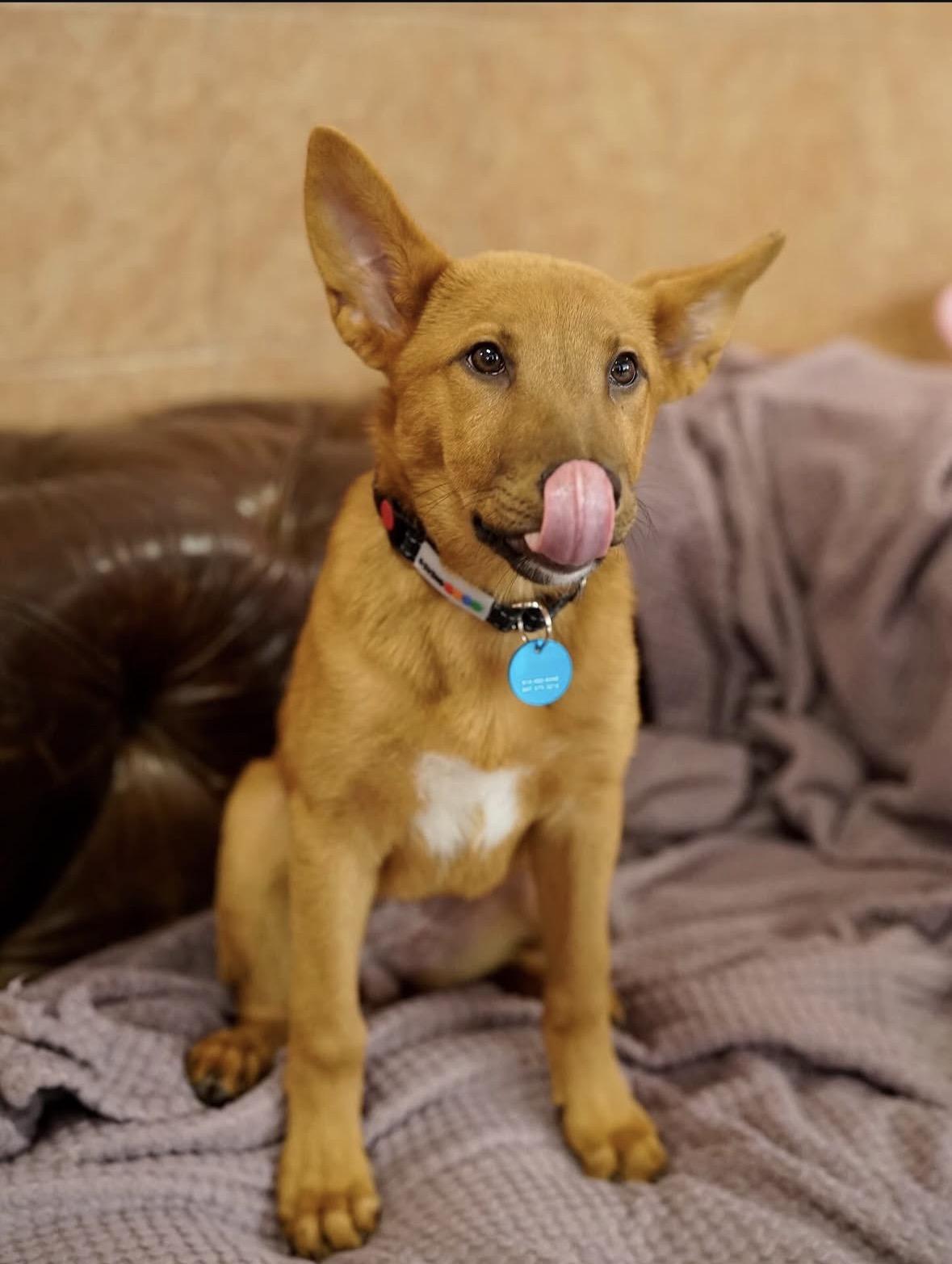 Enlarge Caroline, a ADOPTABLE mixed breed in Pasadena, CA image 4/4