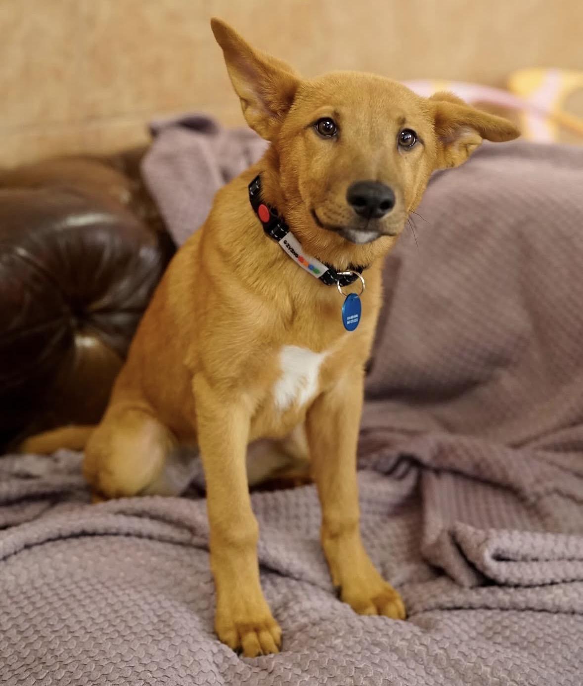 Enlarge Caroline, a ADOPTABLE mixed breed in Pasadena, CA image 3/4