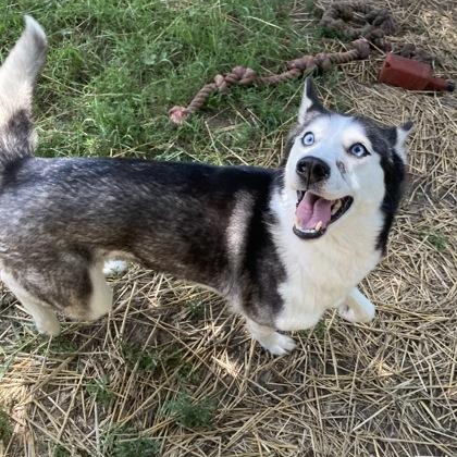 Cherry Bomb, an adopted Husky in Mishawaka, IN image 4/6