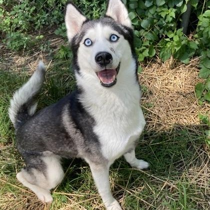 Cherry Bomb, an adopted Husky in Mishawaka, IN image 6/6