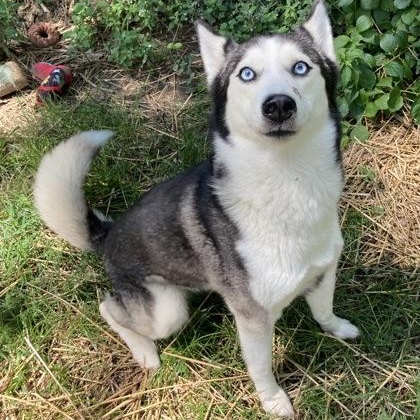 Cherry Bomb, an adopted Husky in Mishawaka, IN image 1/6