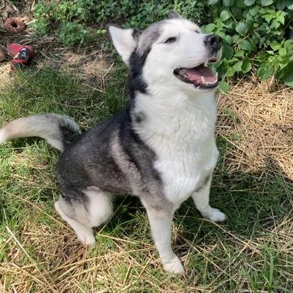 Cherry Bomb, an adopted Husky in Mishawaka, IN image 2/6