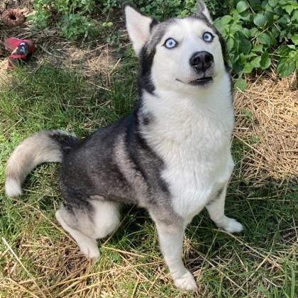 Cherry Bomb, an adopted Husky in Mishawaka, IN image 3/6