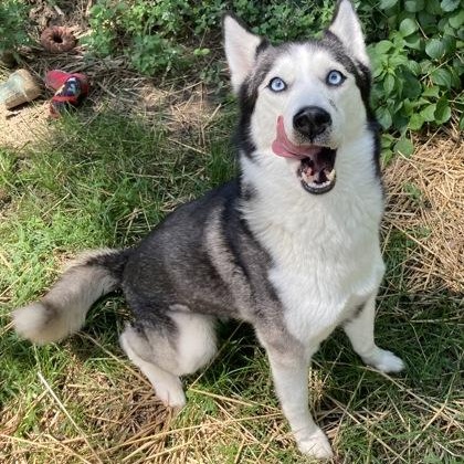 Cherry Bomb, an adopted Husky in Mishawaka, IN image 5/6