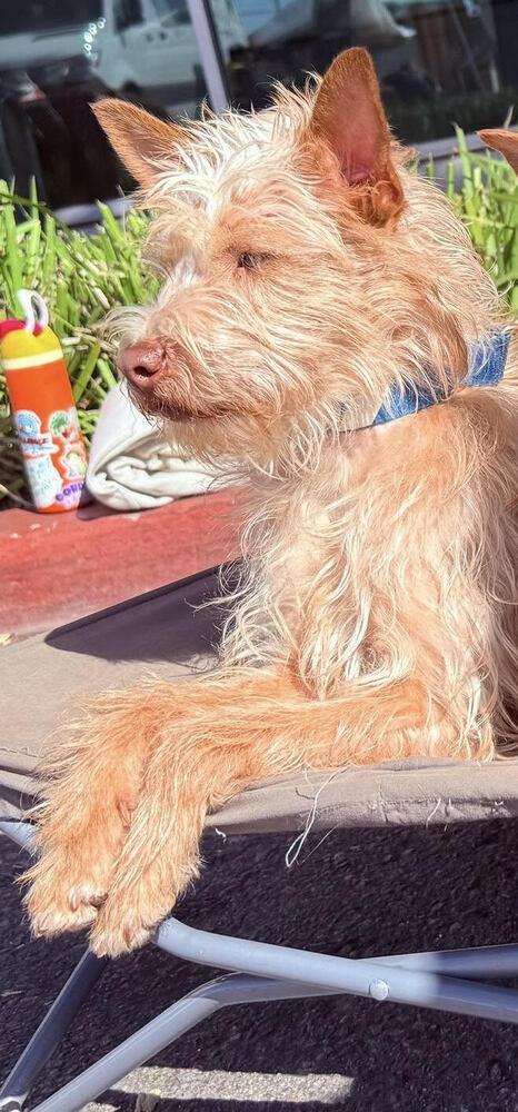 Gizmo, a Adoptable mixed breed in Jamul, CA image 1/5