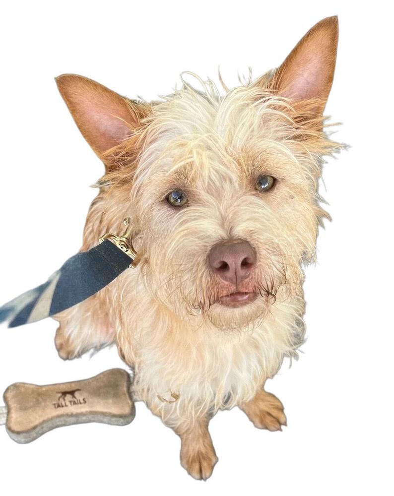 Gizmo, a Adoptable mixed breed in Jamul, CA image 2/5