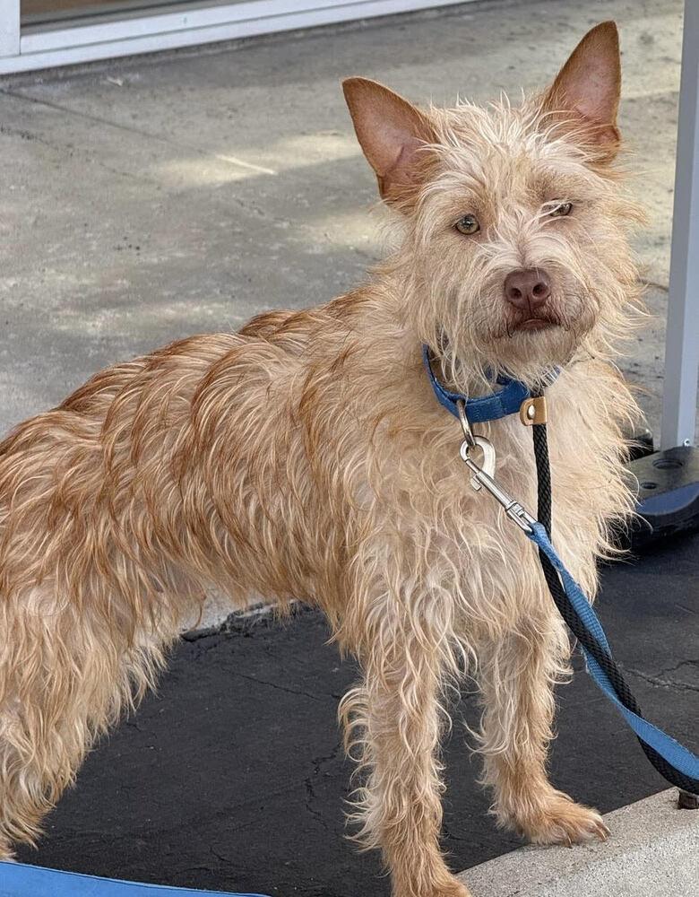 Gizmo, a Adoptable mixed breed in Jamul, CA image 3/5