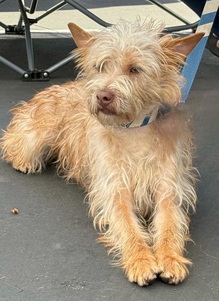 Gizmo, a Adoptable mixed breed in Jamul, CA image 4/5