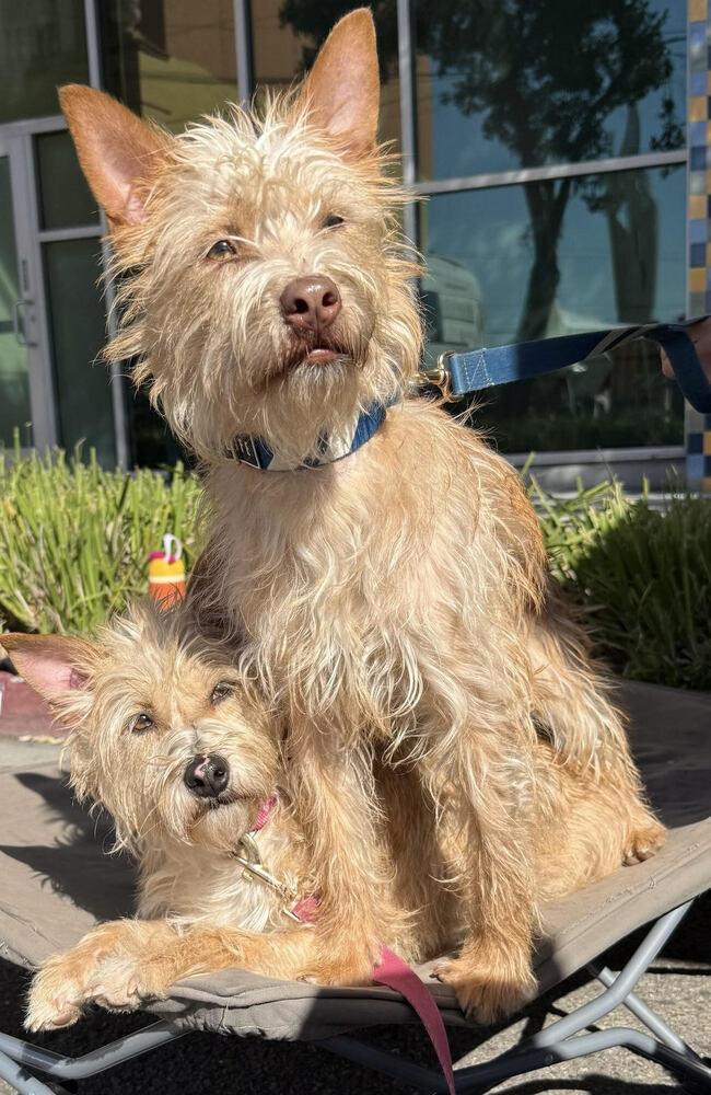 Gizmo, a Adoptable mixed breed in Jamul, CA image 5/5