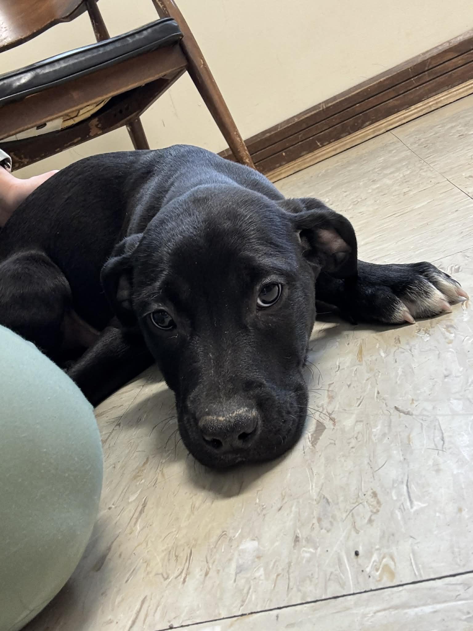 Cody J, Adopted, Puppy Male Mixed Breed.