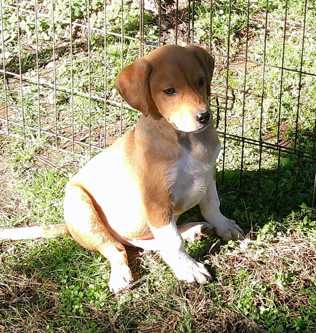 Burger, an adopted mixed breed in Watertown, CT image 6/6