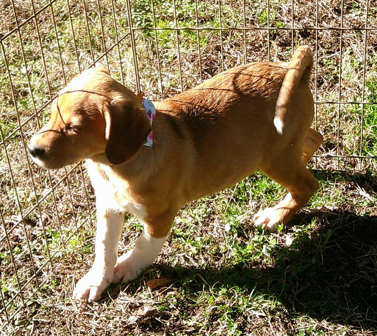 Burger, an adopted mixed breed in Watertown, CT image 5/6