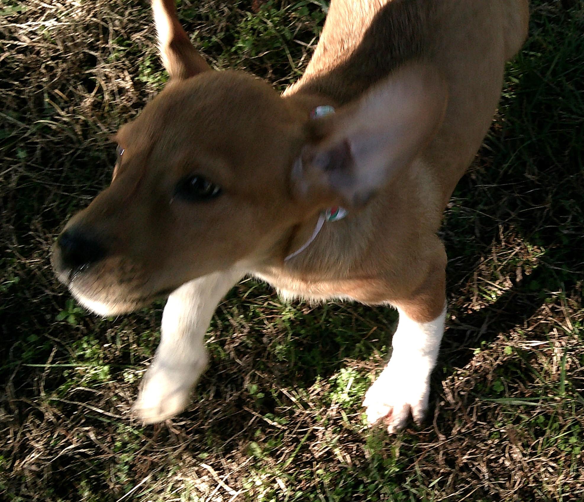 Burger, an adopted mixed breed in Watertown, CT image 3/6
