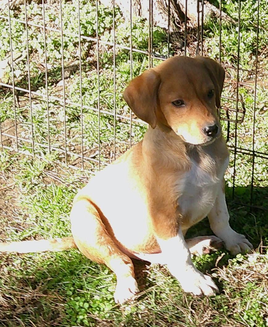 Burger, an adopted mixed breed in Watertown, CT image 1/6
