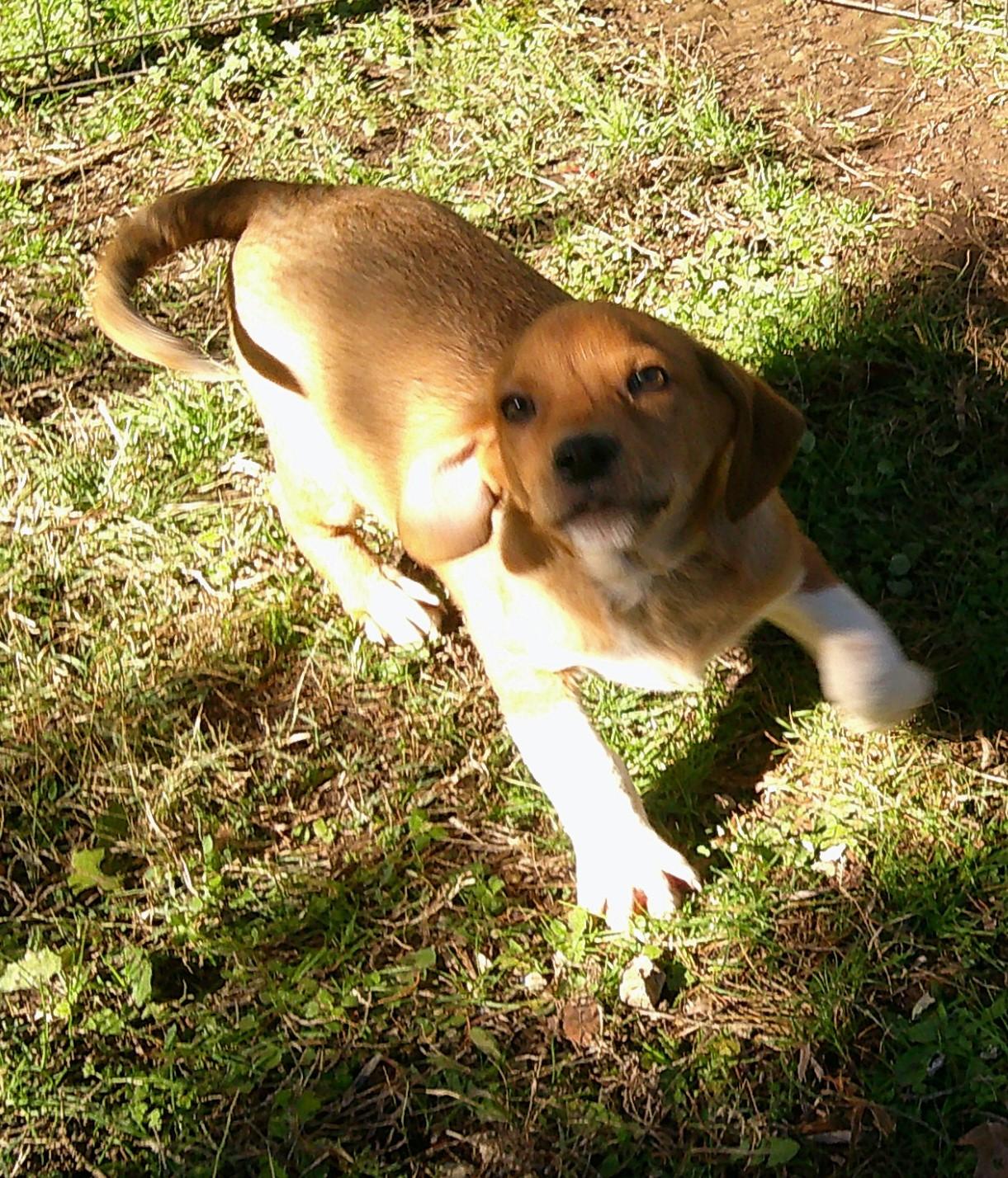 Burger, an adopted mixed breed in Watertown, CT image 2/6