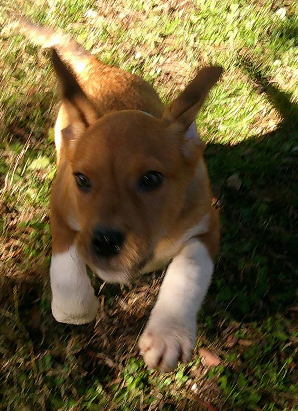 Burger, an adopted mixed breed in Watertown, CT image 4/6