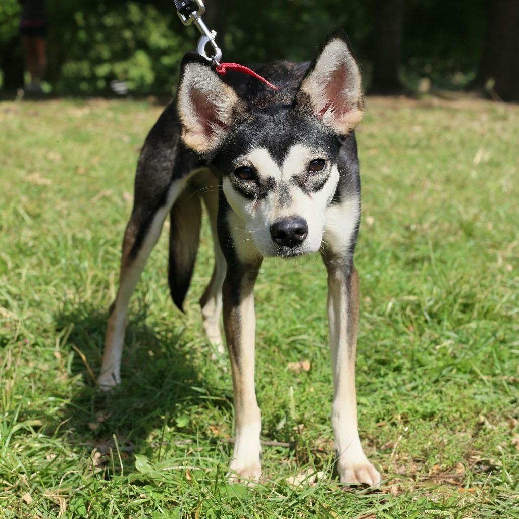 Susan, Adoptable, Young Female Chihuahua.