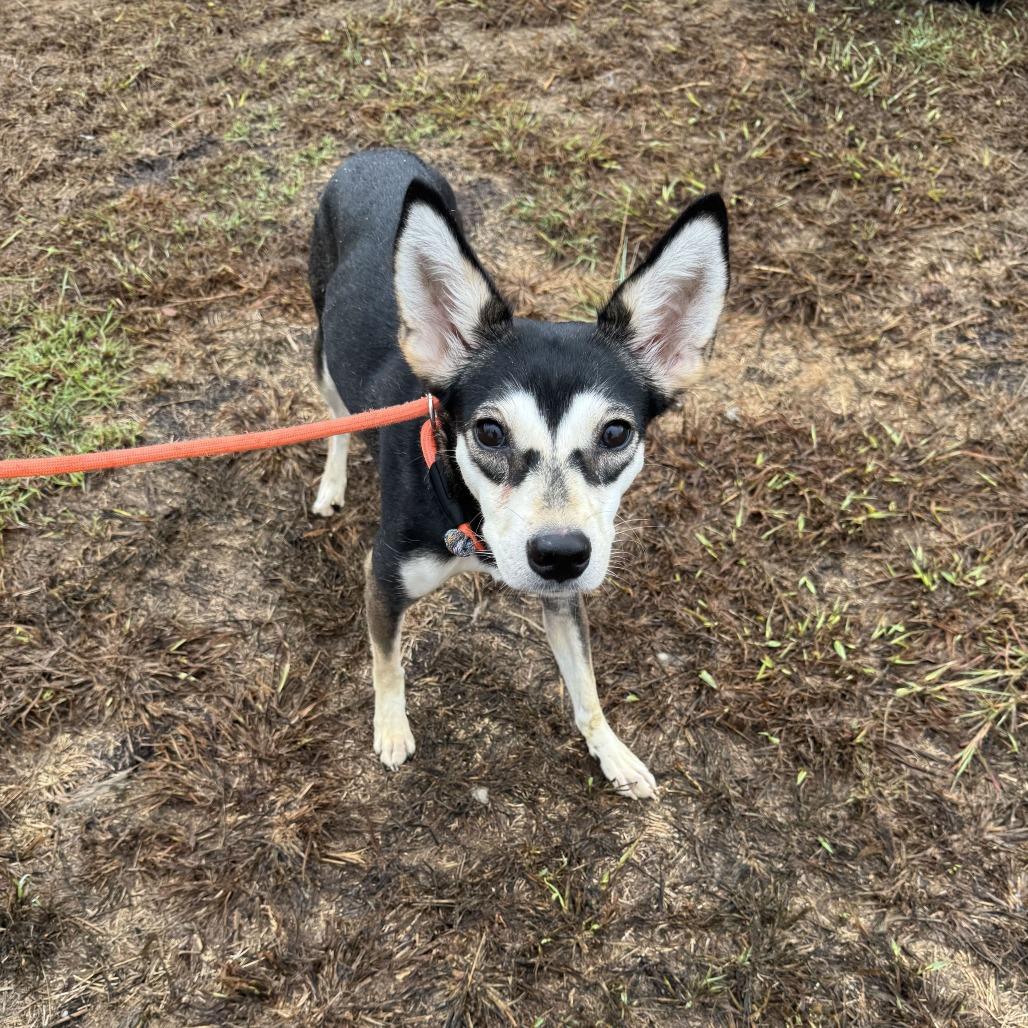 Enlarge Susan, a Adoptable Chihuahua in Brooklyn, NY image 2/6