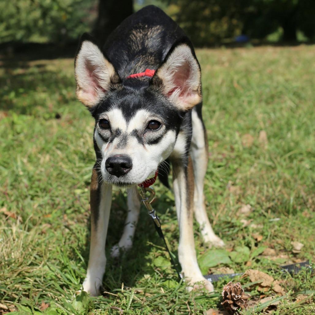 Enlarge Susan, a Adoptable Chihuahua in Brooklyn, NY image 3/6