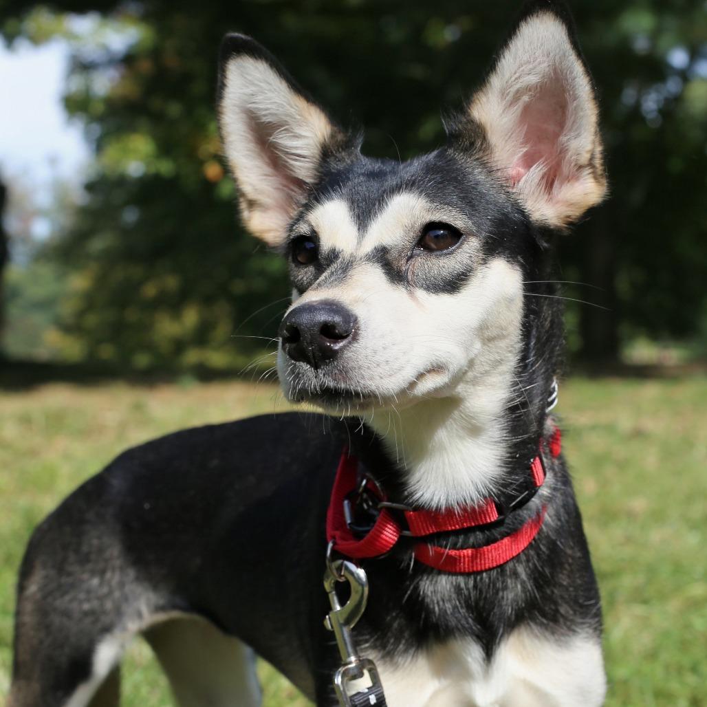 Enlarge Susan, a Adoptable Chihuahua in Brooklyn, NY image 4/6
